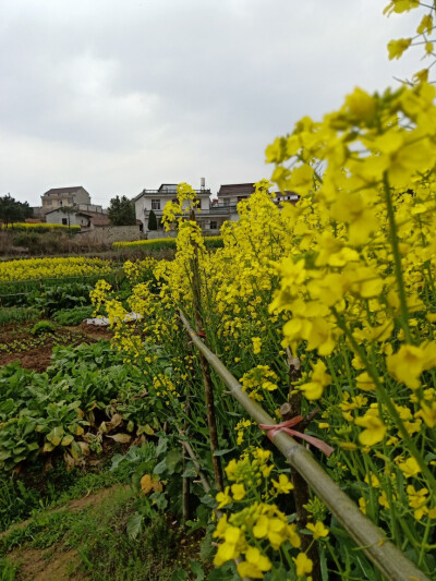 油菜花