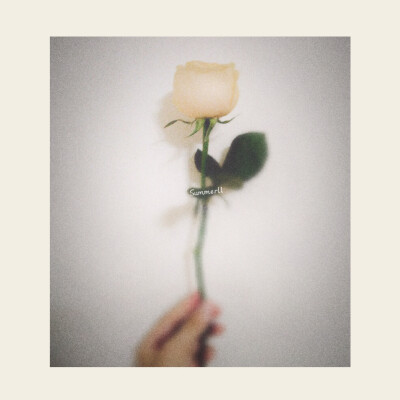 旧照新修 白玫瑰还是很浪漫