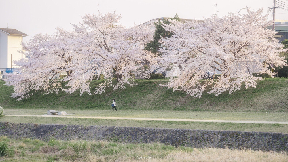 樱花