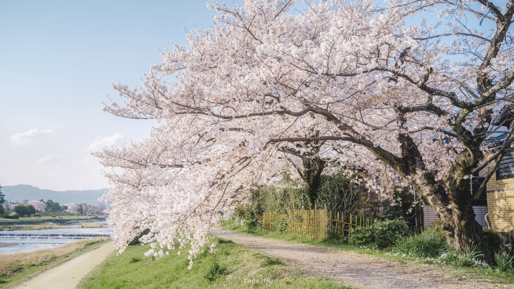 樱花