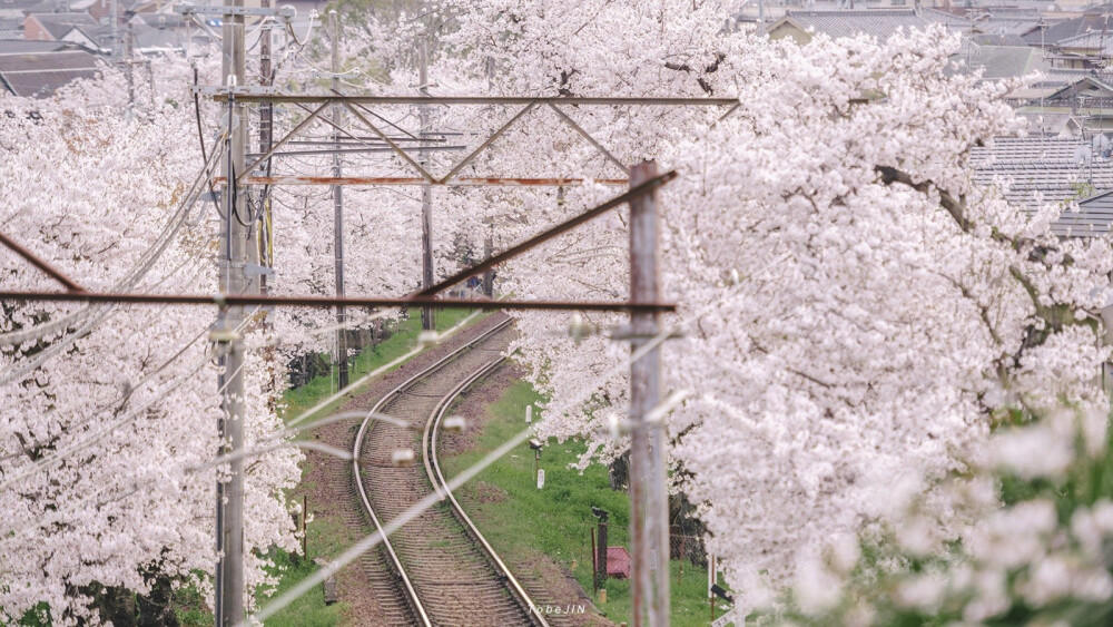 樱花