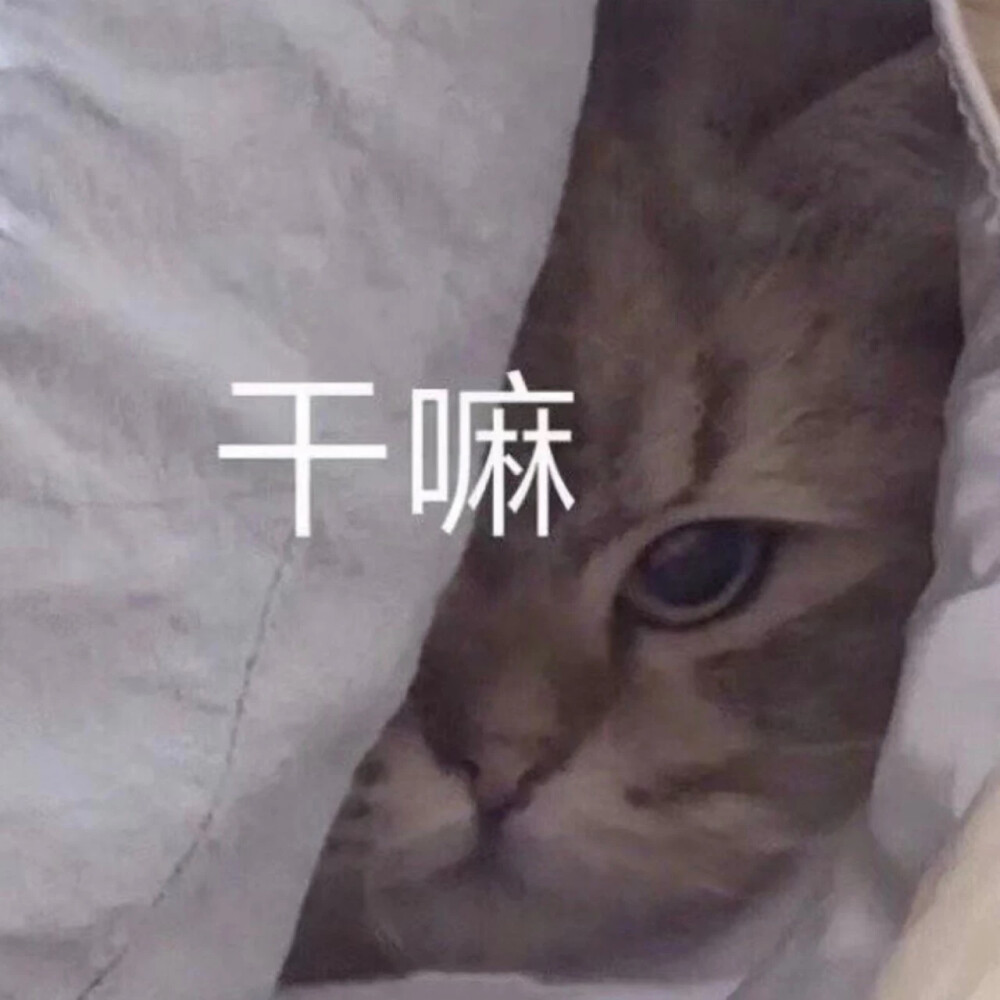 沙雕表情包 熊猫头 土味