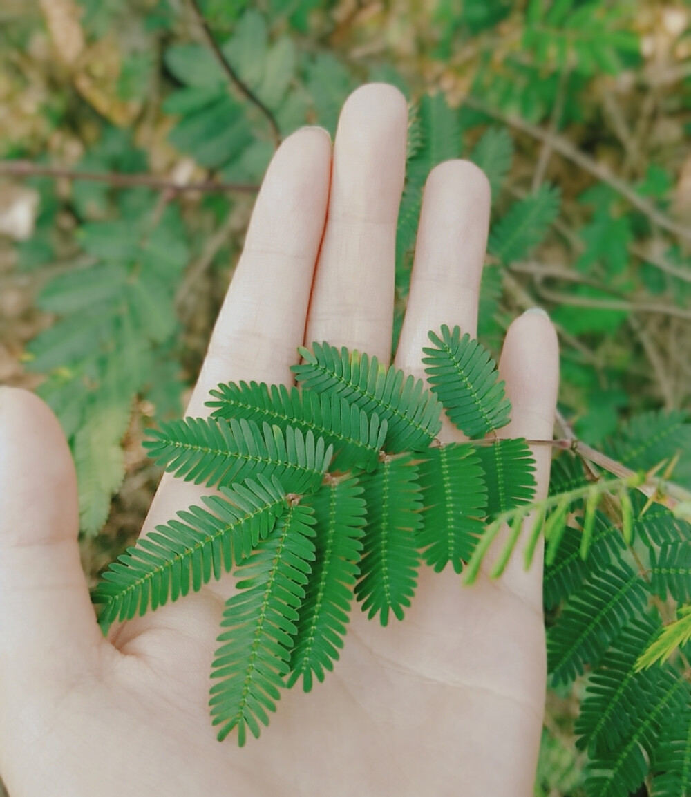 乡土，花草，烟火。