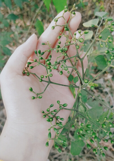 乡土，花草，烟火。