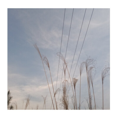 等到分不清季节更替，才敢说沉溺。
——《水星记》