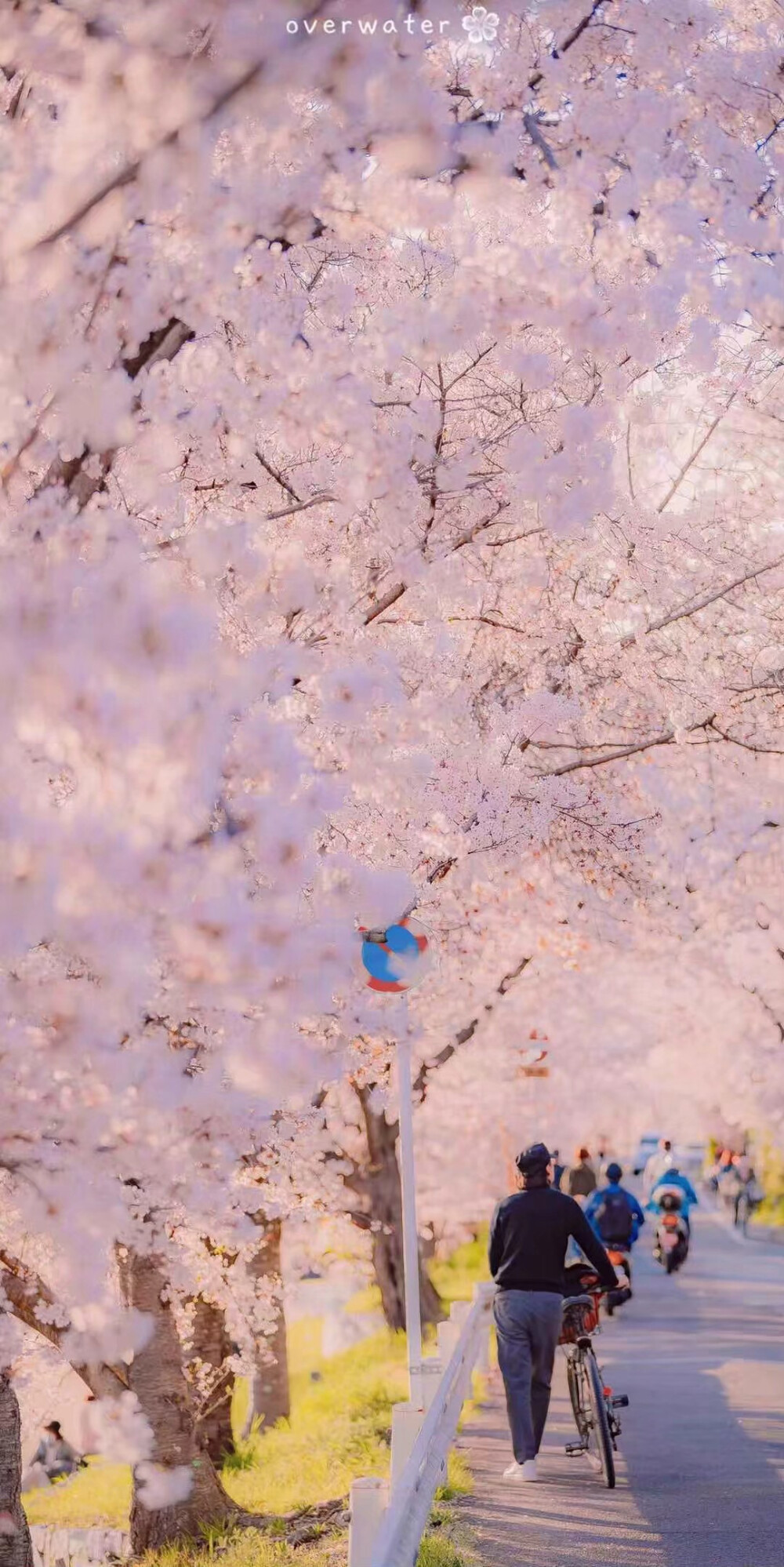 霓虹妹 日本樱花 富士山 壁纸