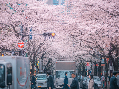 壁纸｜飘落的樱花太浪漫了
​©kelvin李