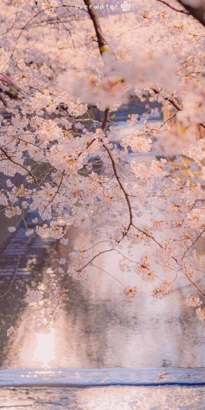 天也醉樱花 云脚满蹒跚.
手机壁纸/风景壁纸/樱花壁纸/锁屏壁纸/高清壁纸/无水印壁纸/少女心壁纸/天空壁纸/聊天背景/神仙背景/壁纸
cr.overwater