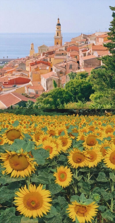 向日葵系列背景图/壁纸