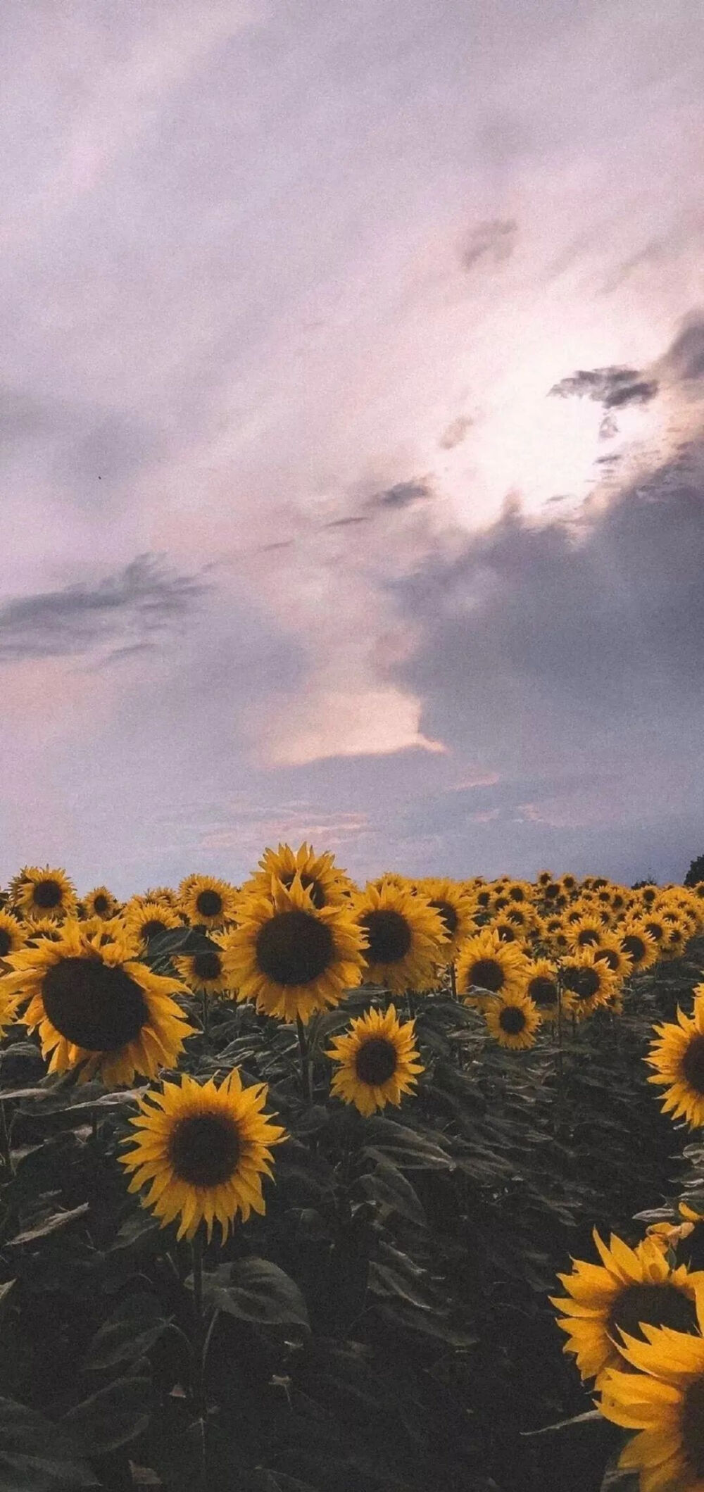 向日葵系列背景图/壁纸