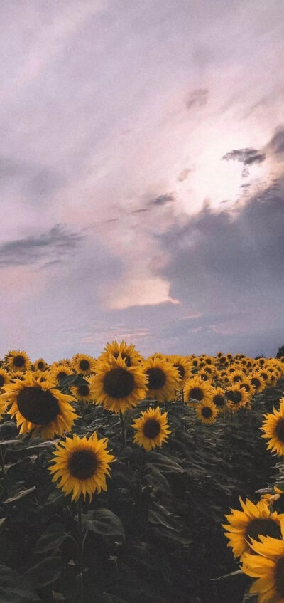 向日葵系列背景图/壁纸