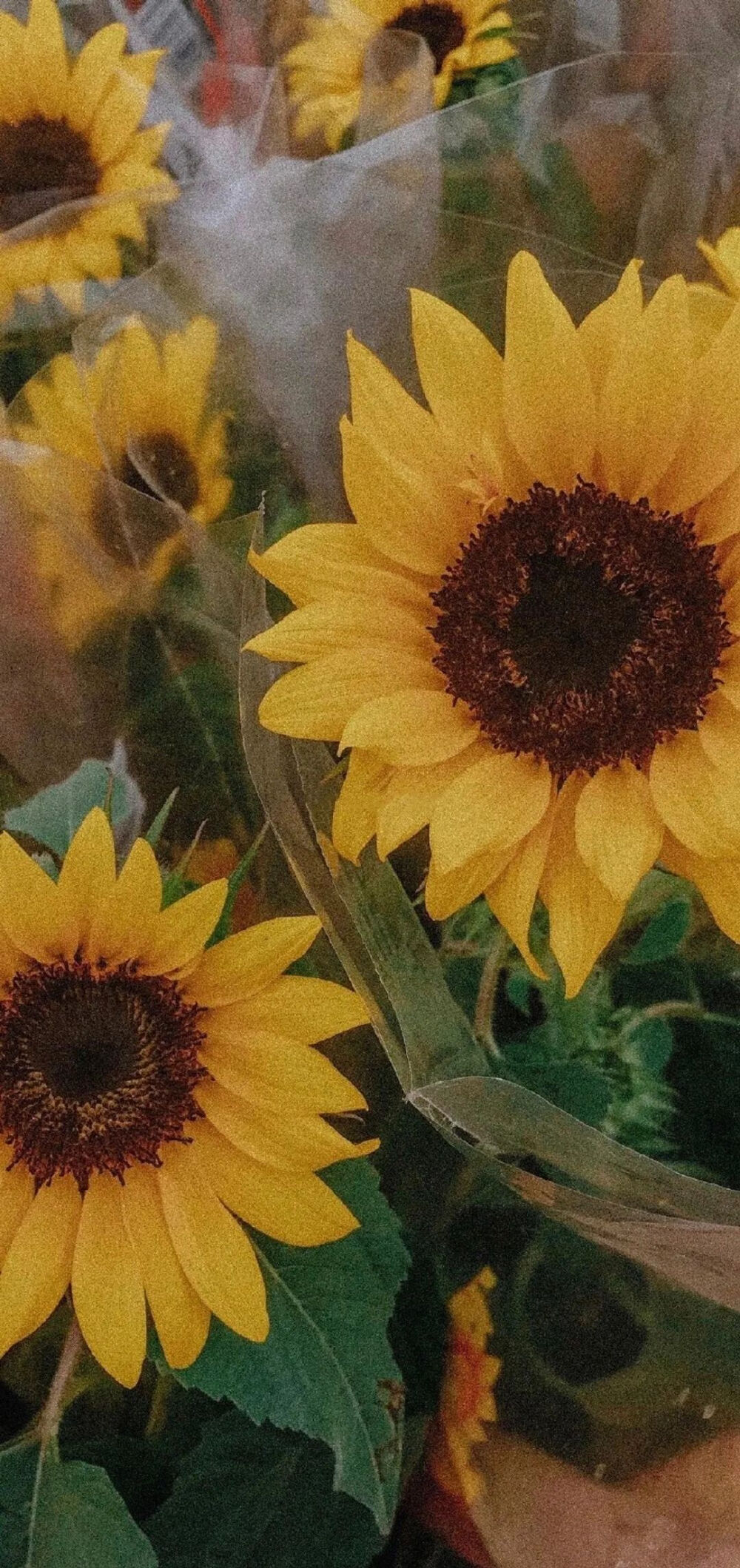 向日葵系列背景图/壁纸