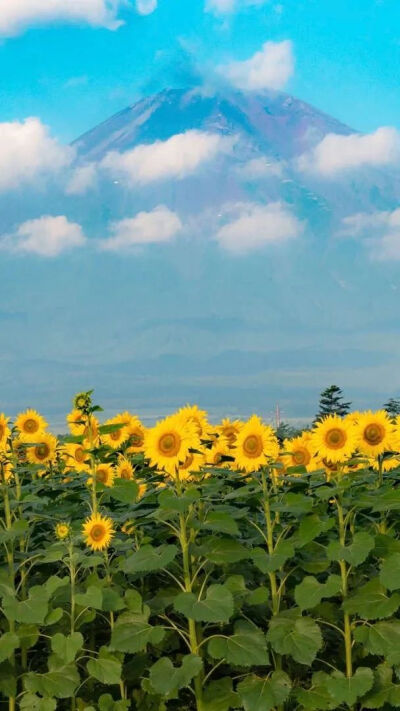 向日葵系列背景图/壁纸