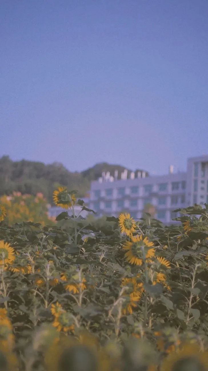 向日葵系列背景图/壁纸