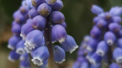 Muscari botryoides Mill | 麝香兰