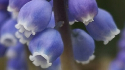 Muscari botryoides Mill | 麝香兰