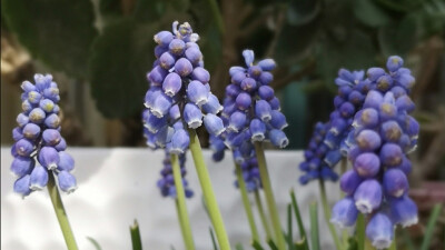 Muscari botryoides Mill | 麝香兰