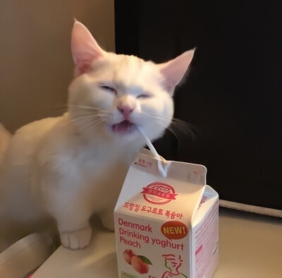 卡哇伊°可爱猫咪✔