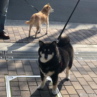 这黑柴也太敦实了 Instagram：shiba_umi_kimoto