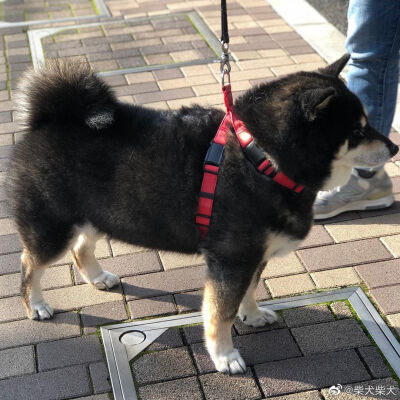 这黑柴也太敦实了 Instagram：shiba_umi_kimoto