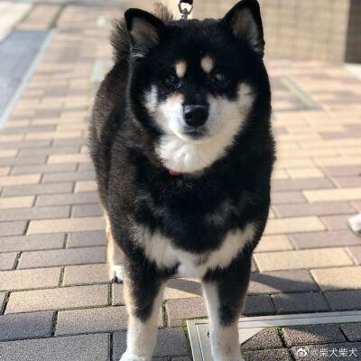 这黑柴也太敦实了 Instagram：shiba_umi_kimoto