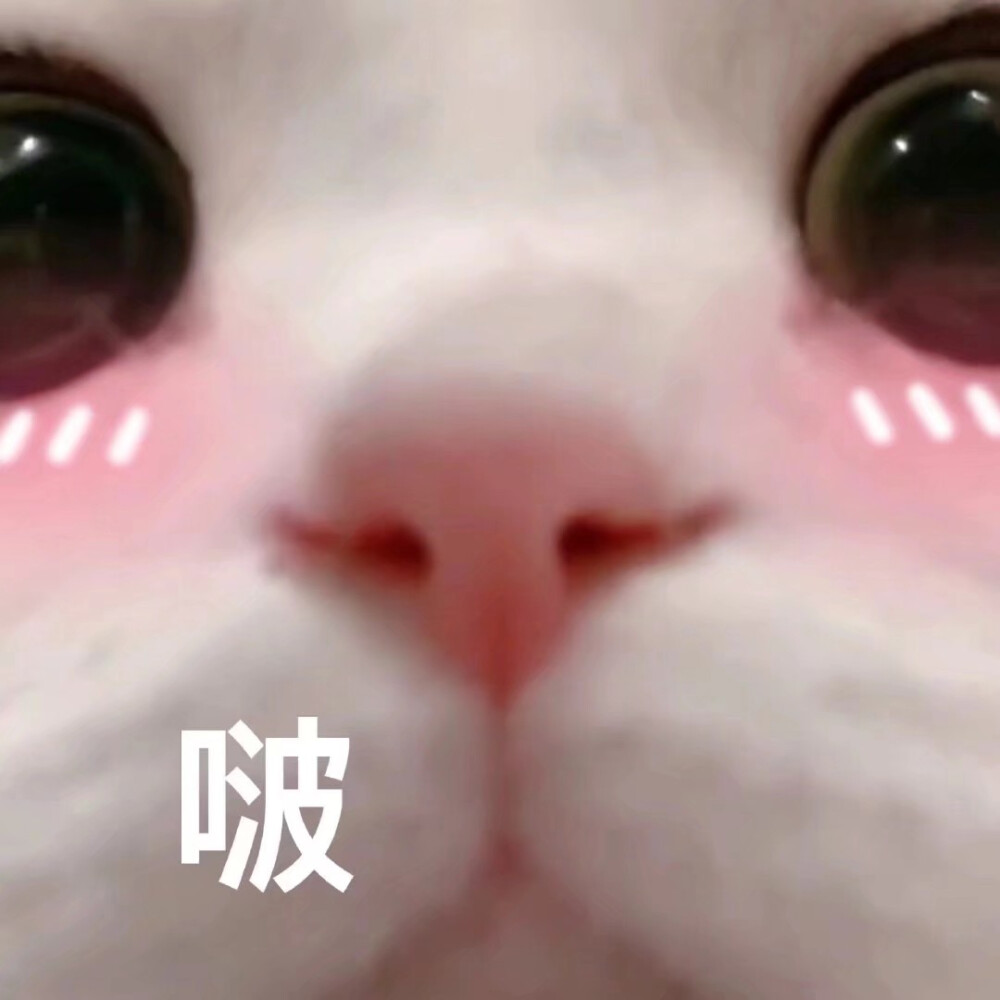 猫猫狗狗