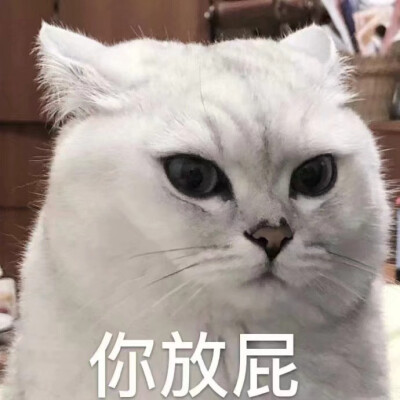 猫猫狗狗