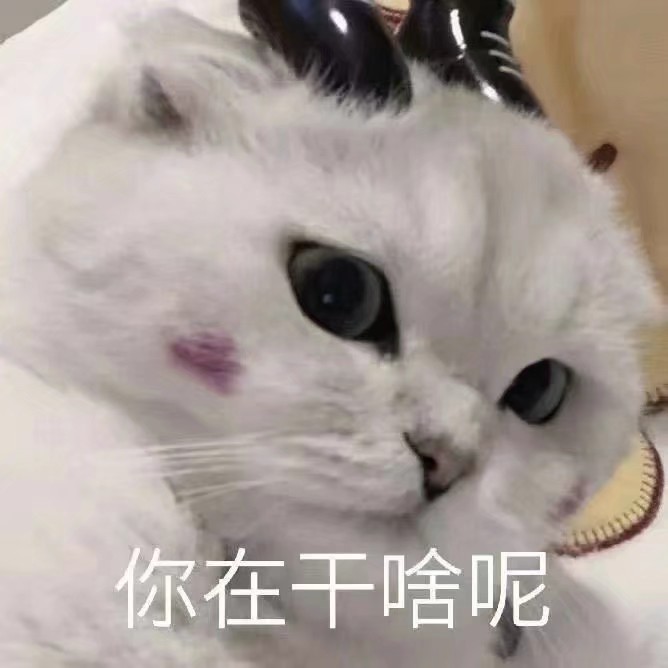 猫猫狗狗