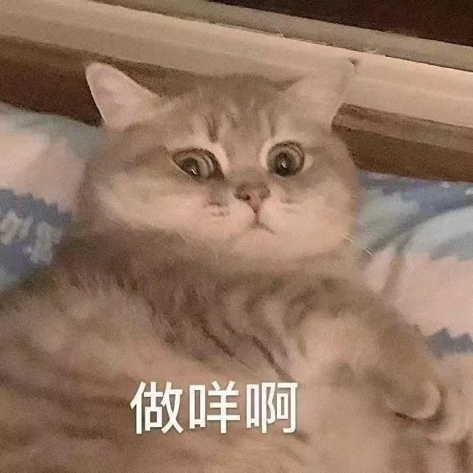 猫猫狗狗