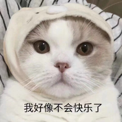 猫猫狗狗