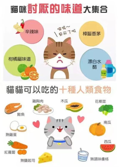 新手养猫需要注意的事