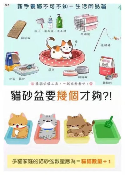 新手养猫需要注意的事