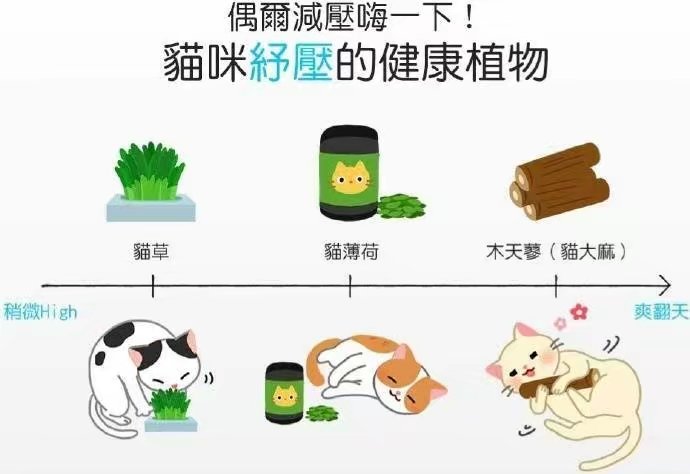 新手养猫需要注意的事