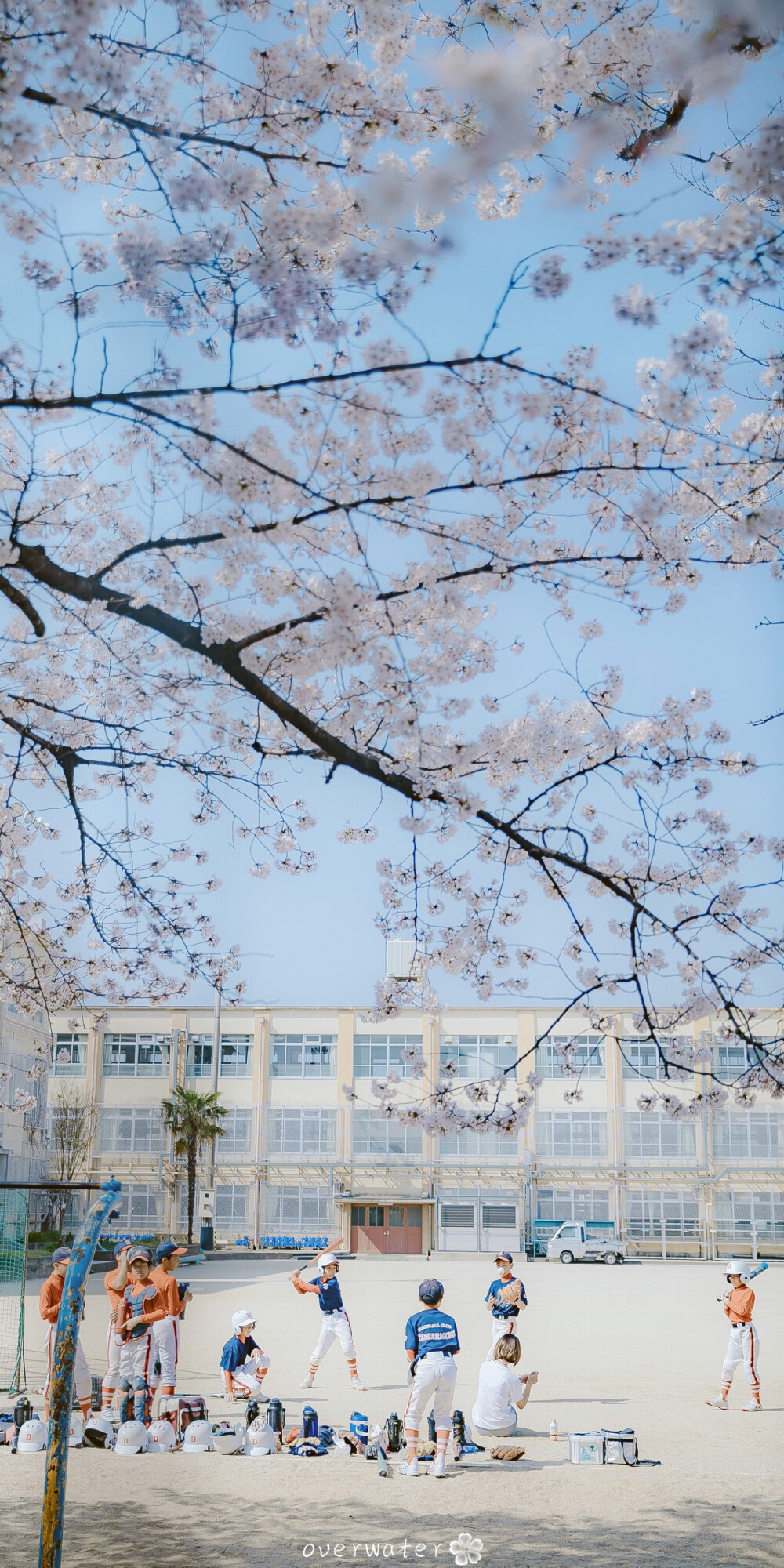 日本樱花 学校小朋友棒球 出处@overwater