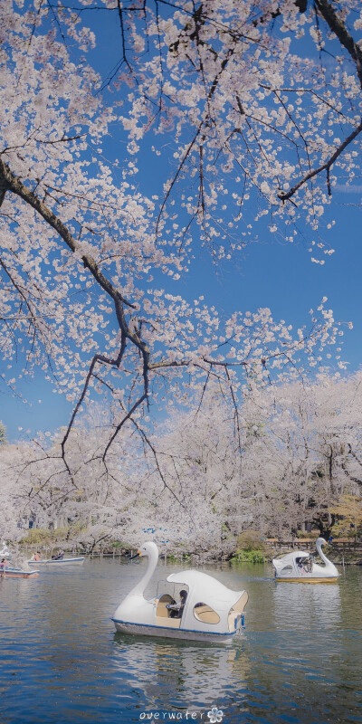 日本樱花 湖水 出处@overwater