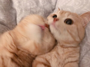 一起吸猫趴
猫猫主人 @橘猫沙梨Sally 
两姐妹 沙梨 周佳 
更多图集请微博关注 橘猫沙梨Sally （猫猫主人）