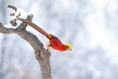 雪中红腹锦鸡