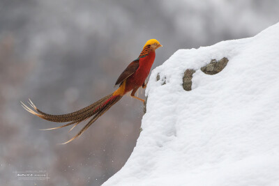 雪中红腹锦鸡