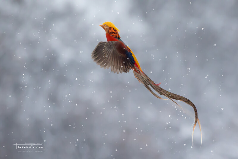 雪中红腹锦鸡