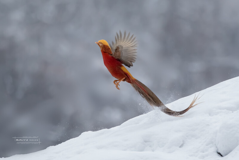 雪中红腹锦鸡