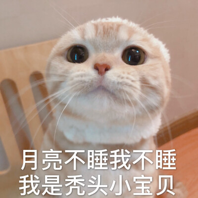 图源 微博：橘猫沙梨Sally