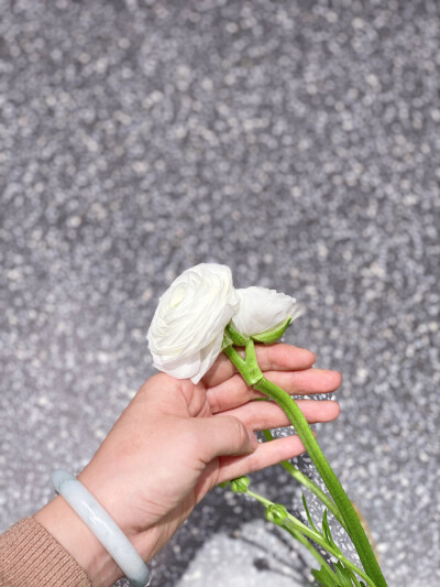 难得见到并蒂的洋牡丹，居然断了[Emm]
今年的洋牡丹和小苍兰是大年，产量高，花头又大，还便宜，小苍兰幽幽香气清爽又优雅，好想去逛花市买一大把白色小苍兰放台几啊 ​​​