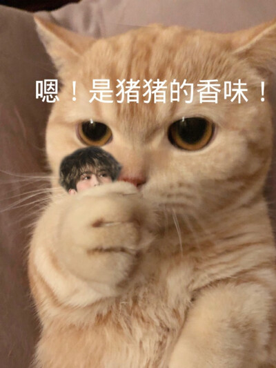 今天也要吃小香猪！图源wb