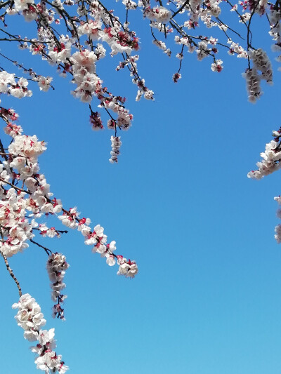 人面桃花相映红。