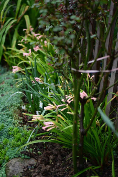 玛格丽特·颜
垂筒花！
1、种植球根时，球根埋2/3，头露出1/3，种好之后浇透水，就可等待发芽；2、球间距在3-5cm左右，15cm的小花盆种3-5个球即可；3、垂筒花喜阳，种好之后要选向阳的位置。冬季种植，最好温度要保…