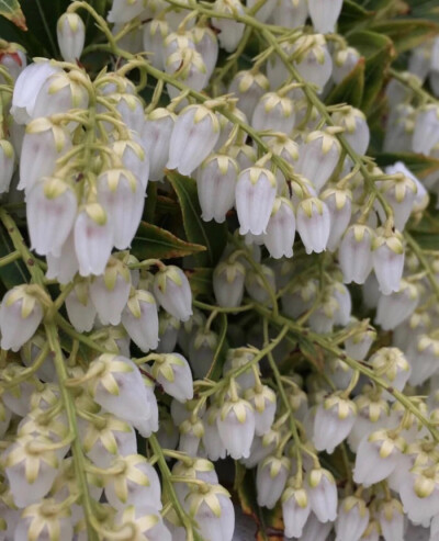 背景图&
望喜呐～
༄