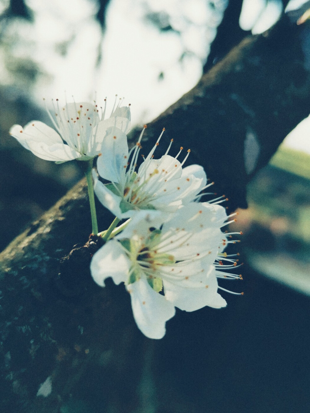 李花浅白开自好