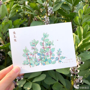 水彩花卉
画师：欧贝贝