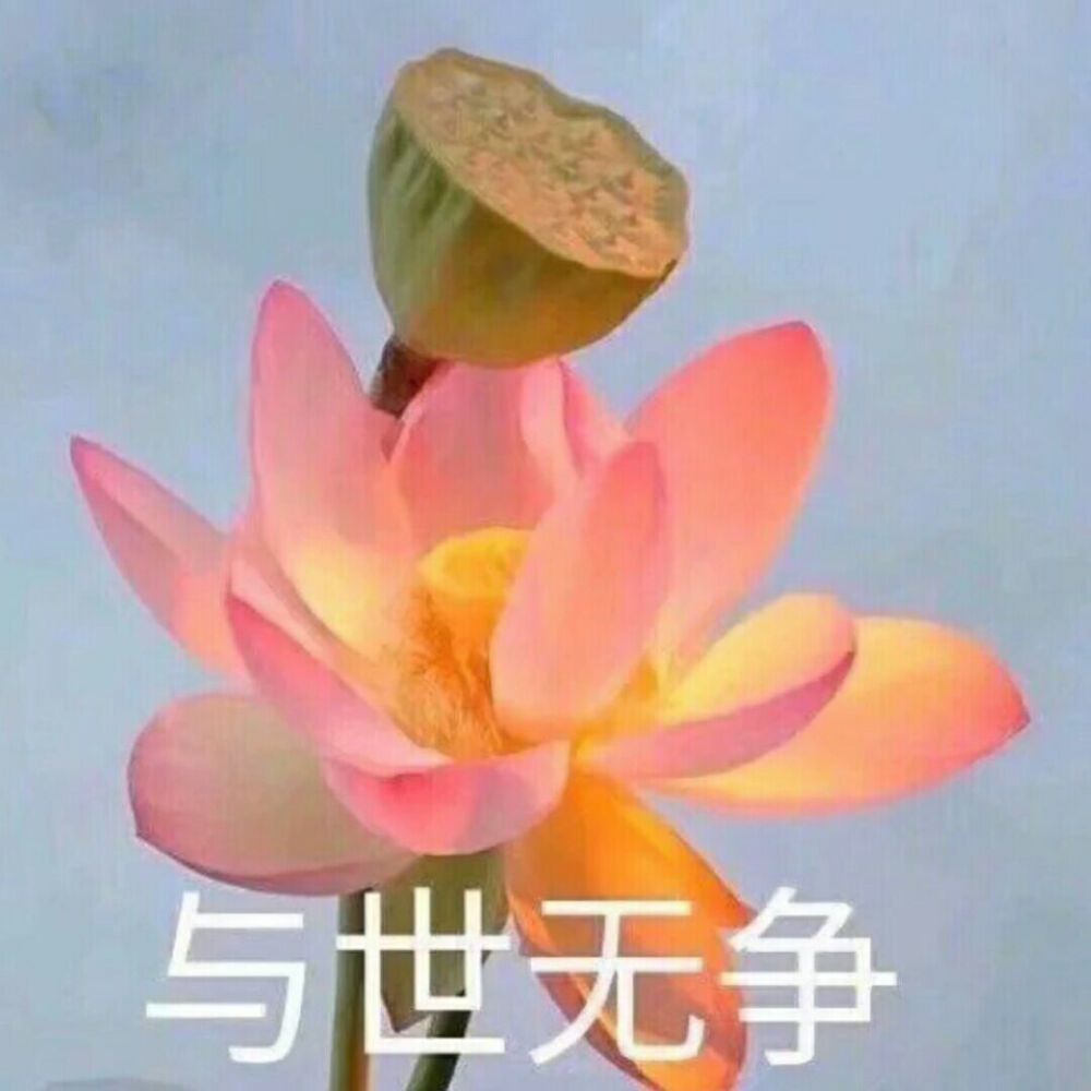 莲花头像