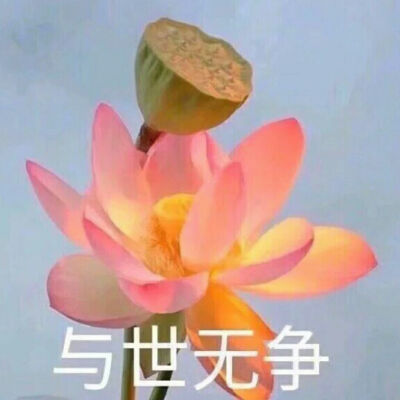 莲花头像